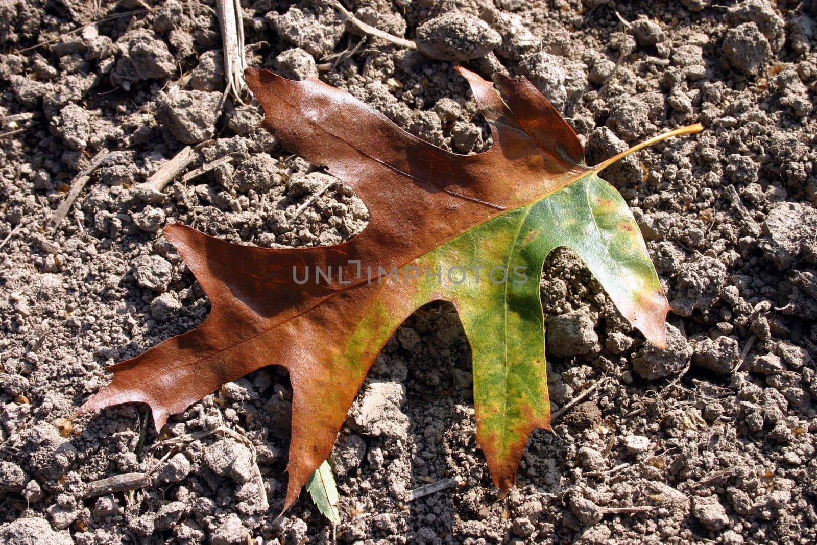 Variegated leaf