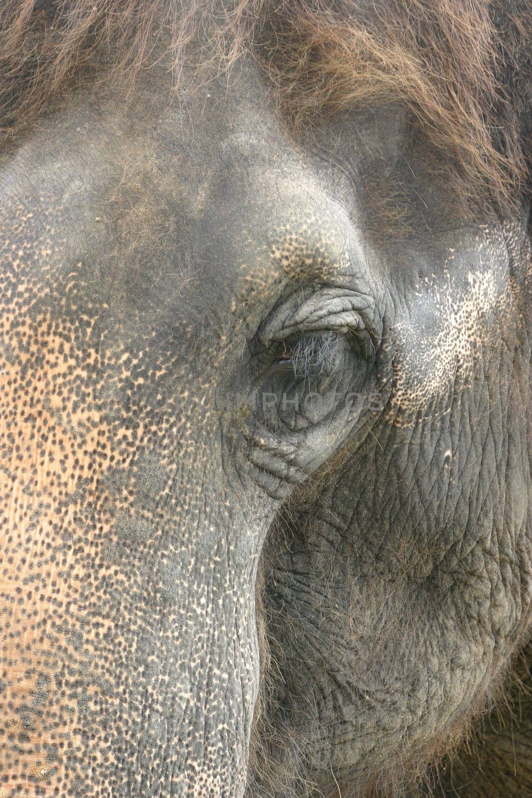 Hairy pachyderm