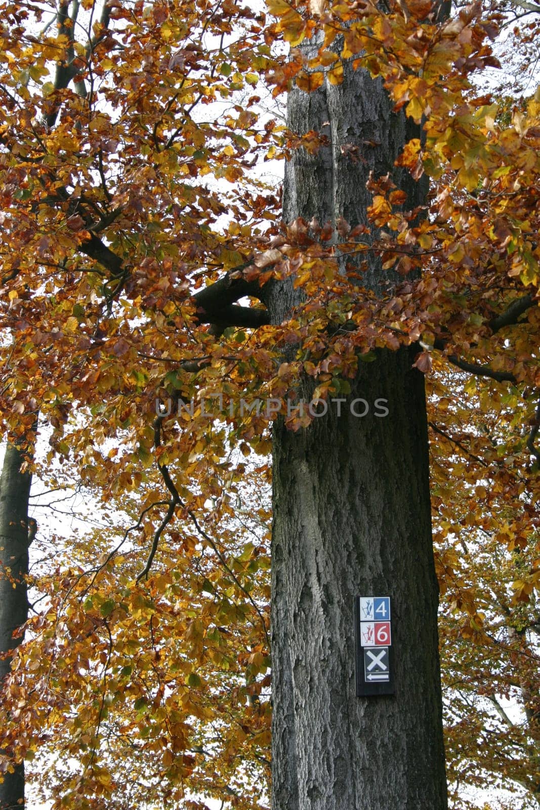 Autumn forest