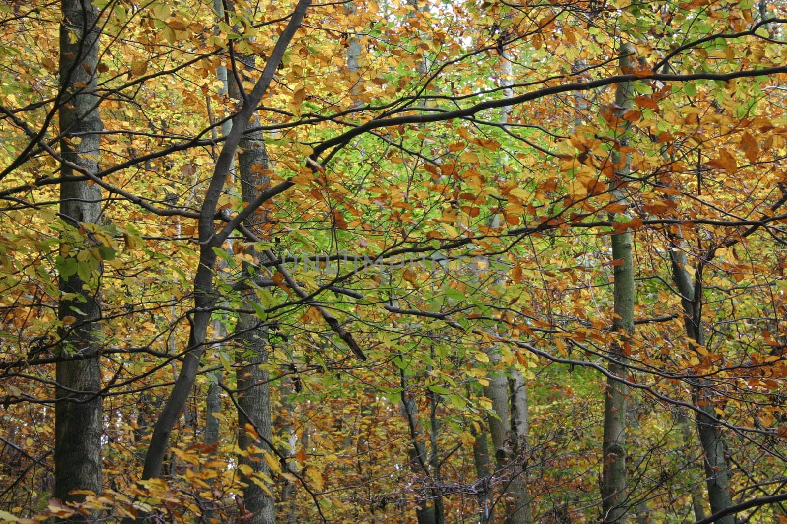 Colorful canopy