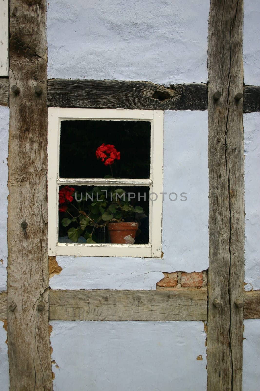 Red geranium on the window