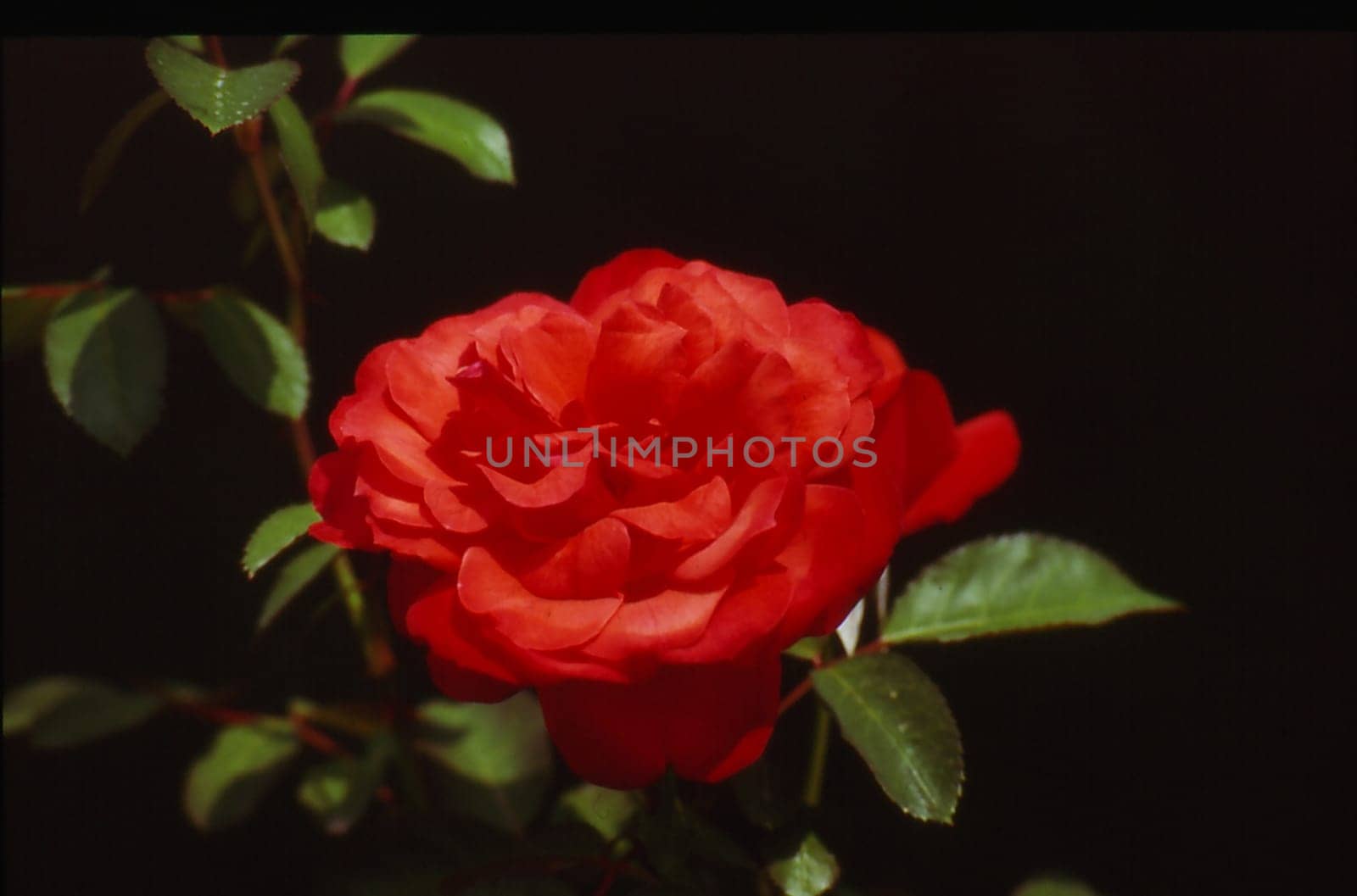 red rose