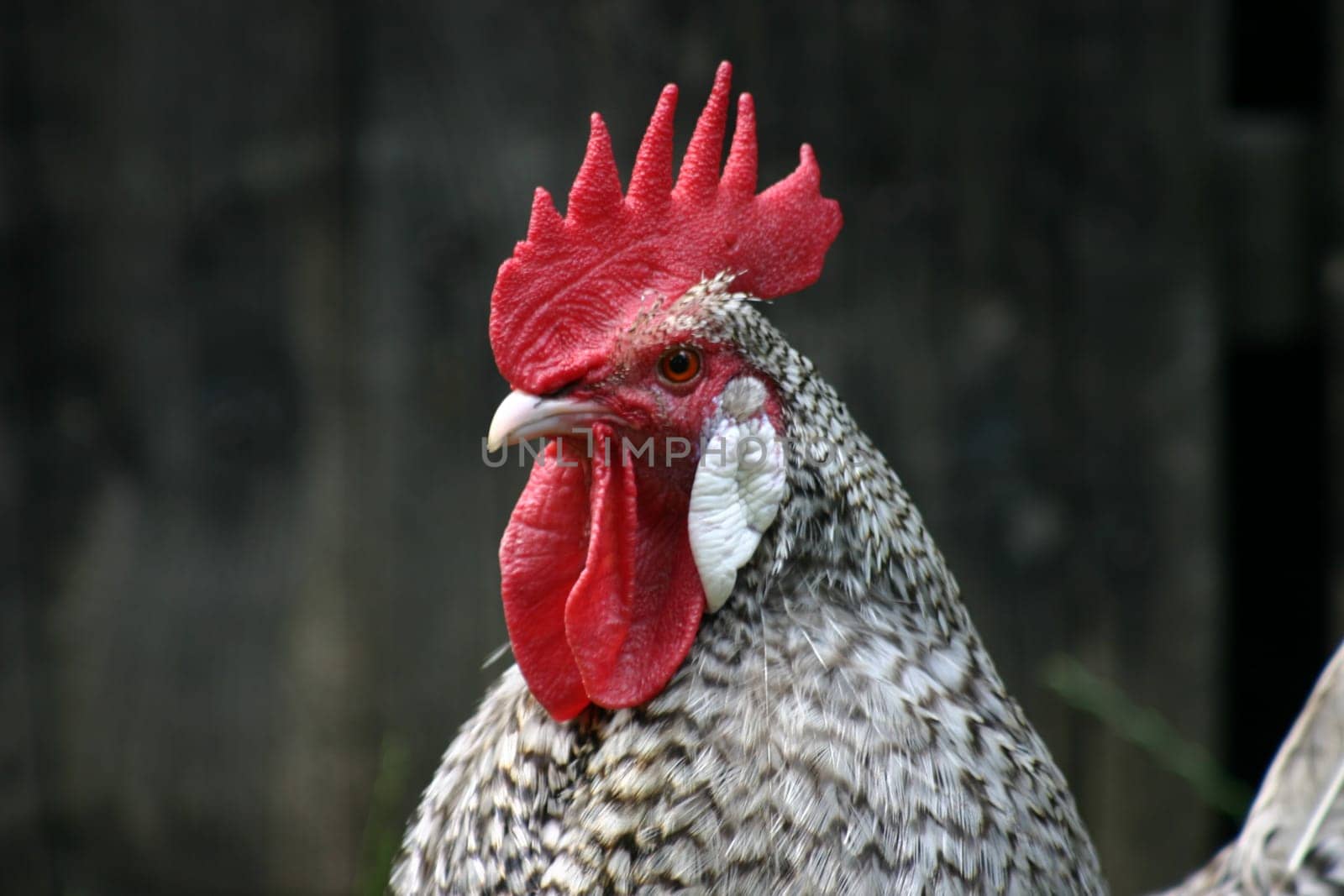 Westfälischer Krüper,Rooster. The Krüper is an endangered breed of poultry.