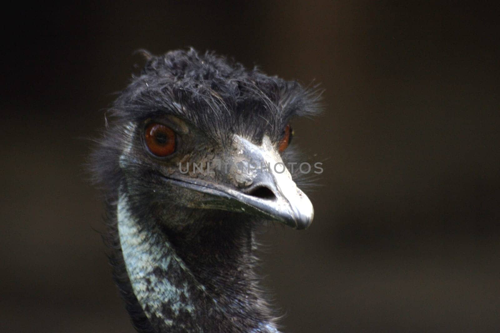 Big bird