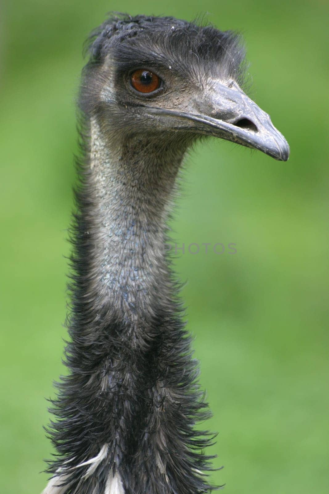 Emu