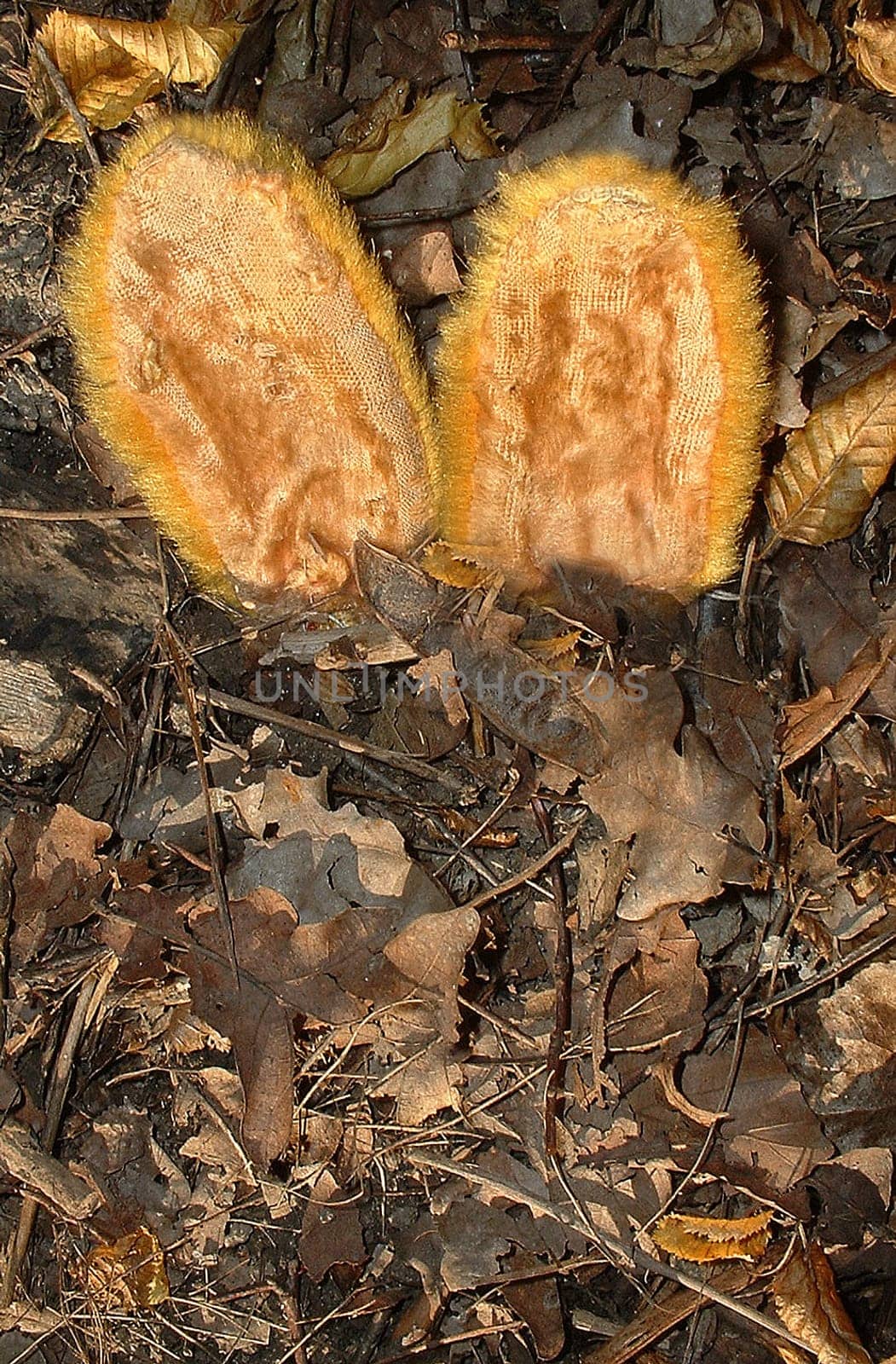 The last accident was probably a bit too violent... I found a nice place for him in the forest -)