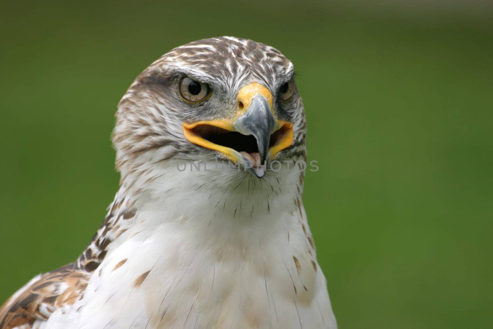 Royal Rough-footed Buzzard