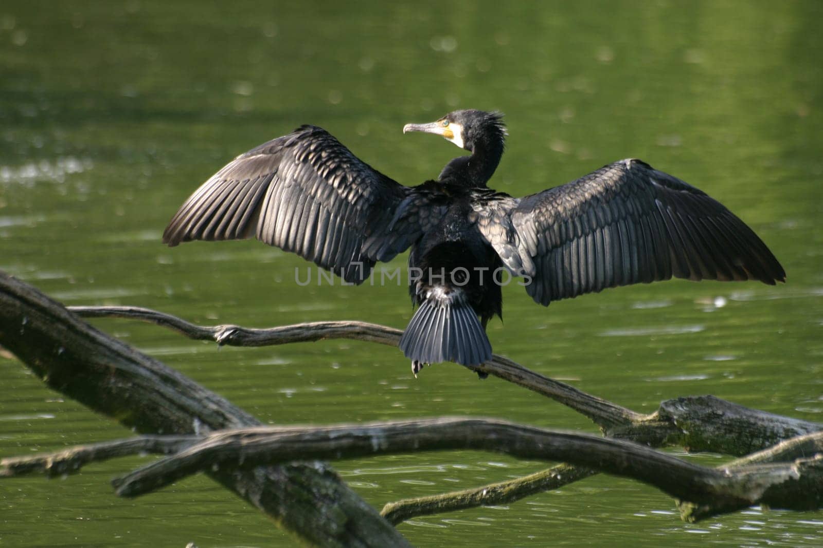 Cormorant