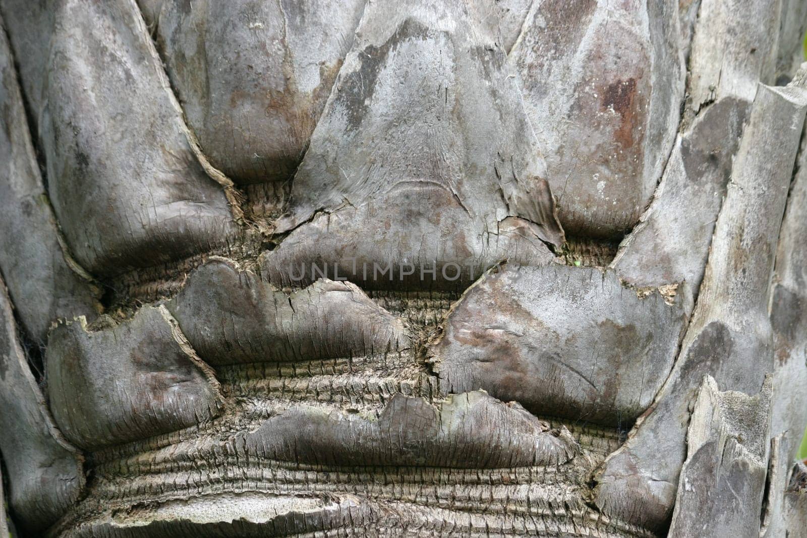 Palm bark