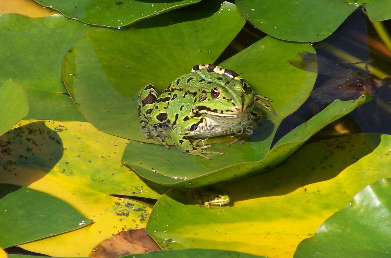the little one certainly doesn't get sunburned - only at second glance was the second frog recognizable