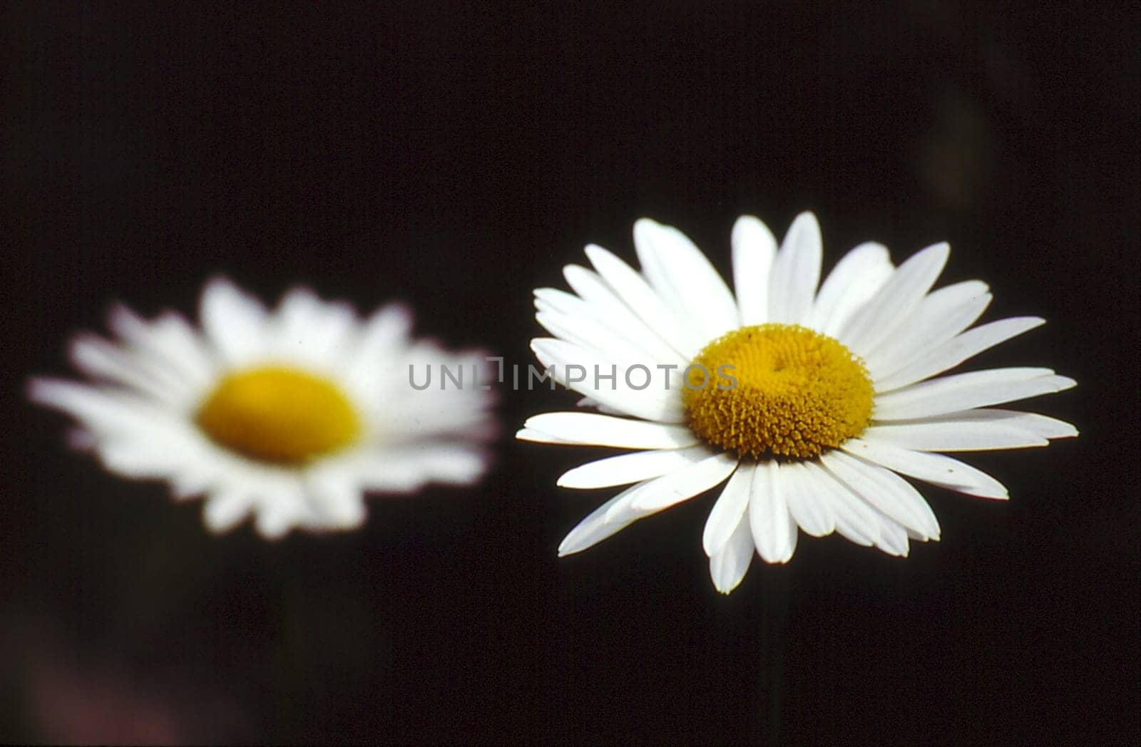 Marguerite