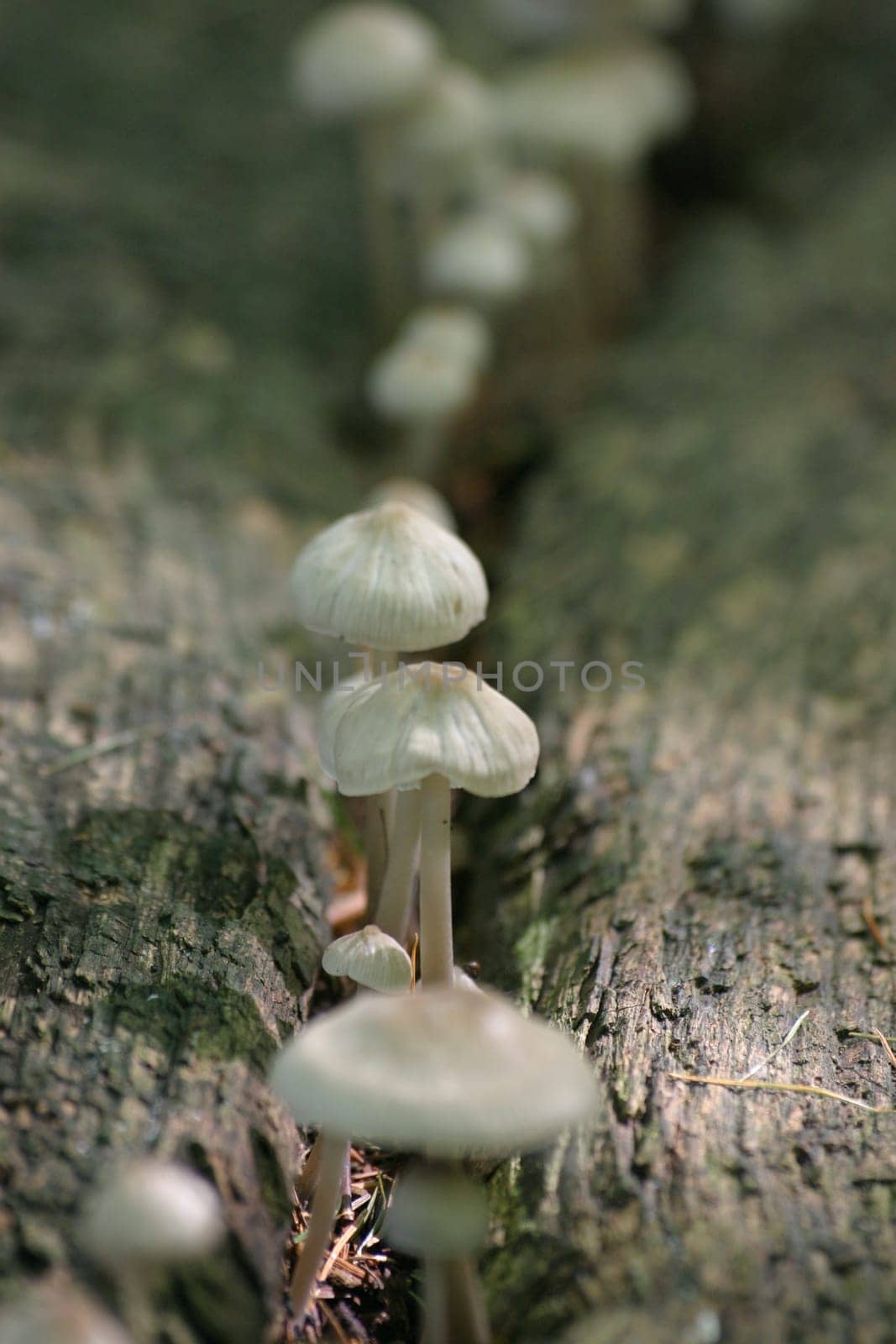 Mushroom Parade