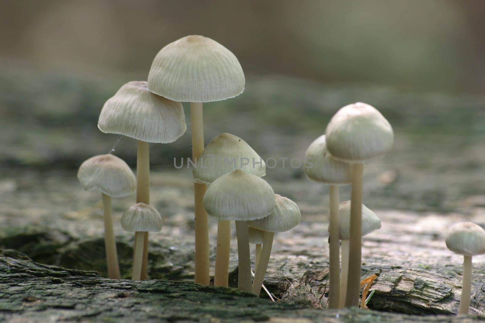 Cone mushrooms