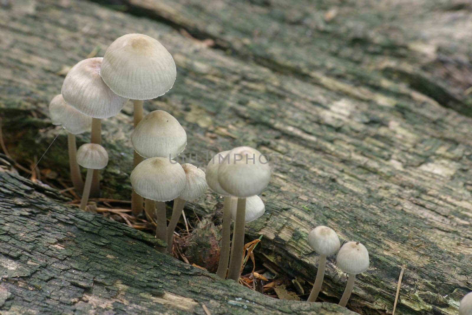 And even more mushrooms