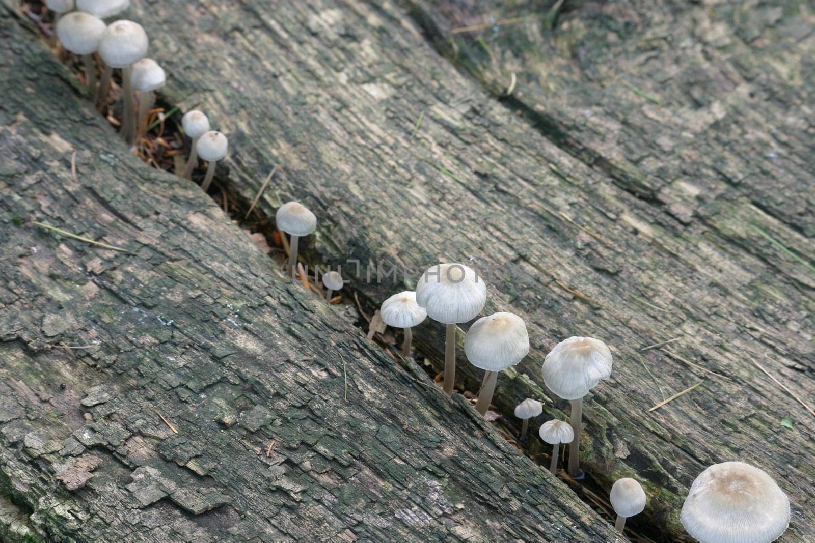 Mushrooms,mushrooms,mushrooms...