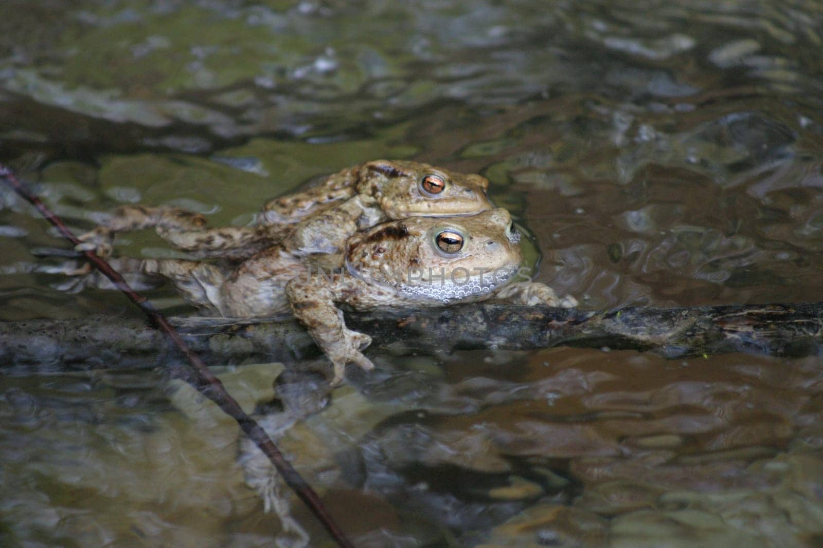 Kroetenmacher