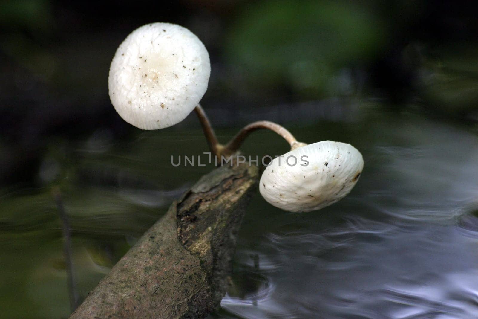 Overwater mushrooms