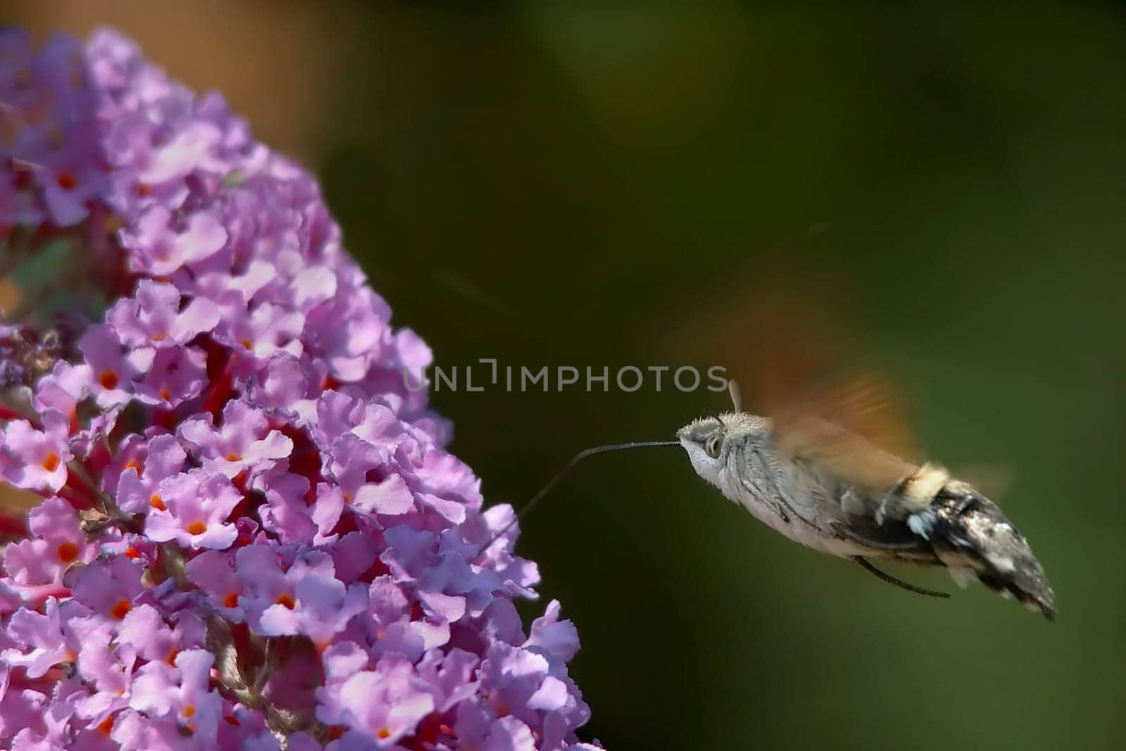 His real (German) name is Taubenschwänzchen and he belongs to the family of hawkmoths. It reminds more of a bird than a butterfly and is one of my absolute favorites in the insect world. The pigeon's tail is a wall