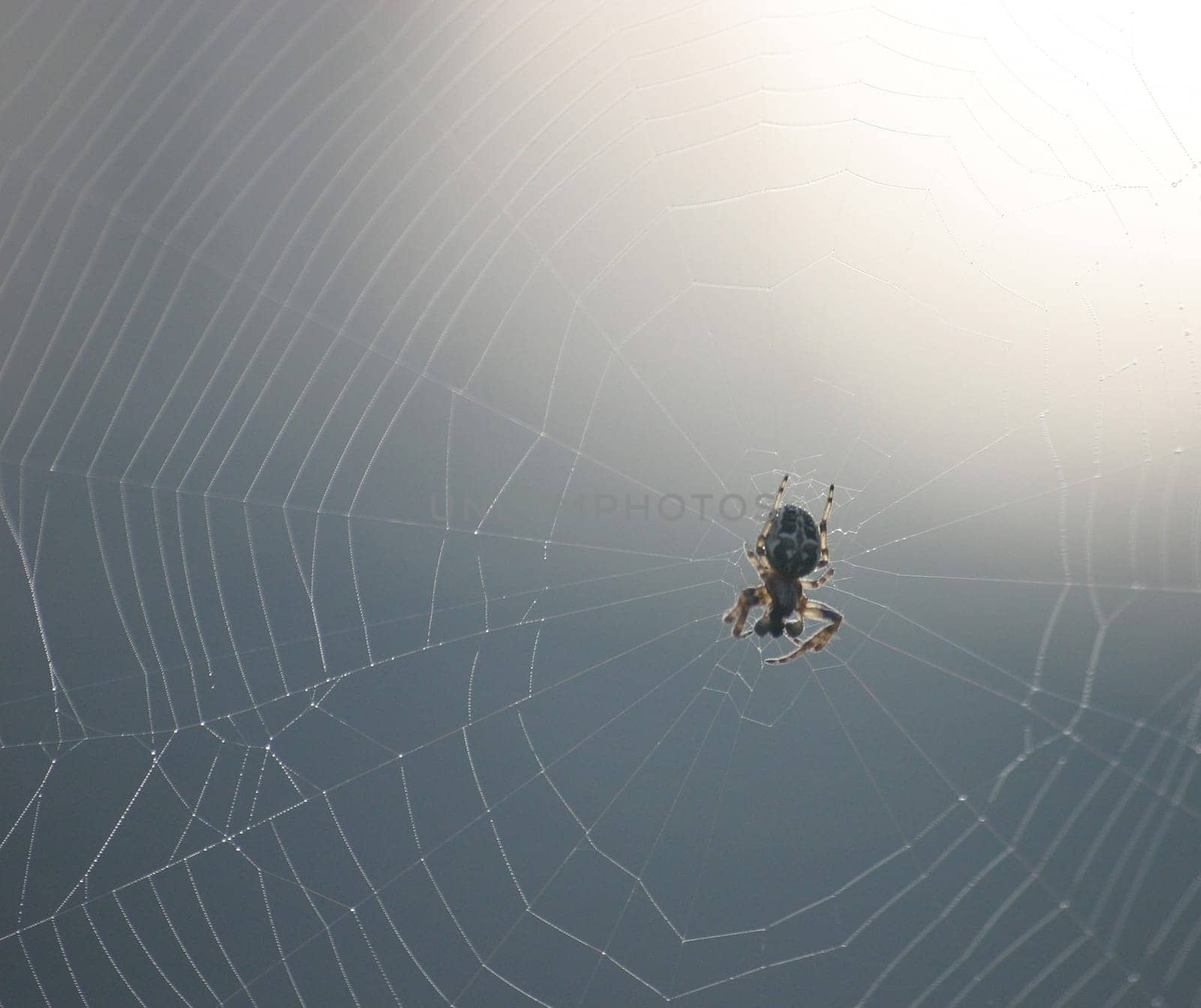 Cobweb