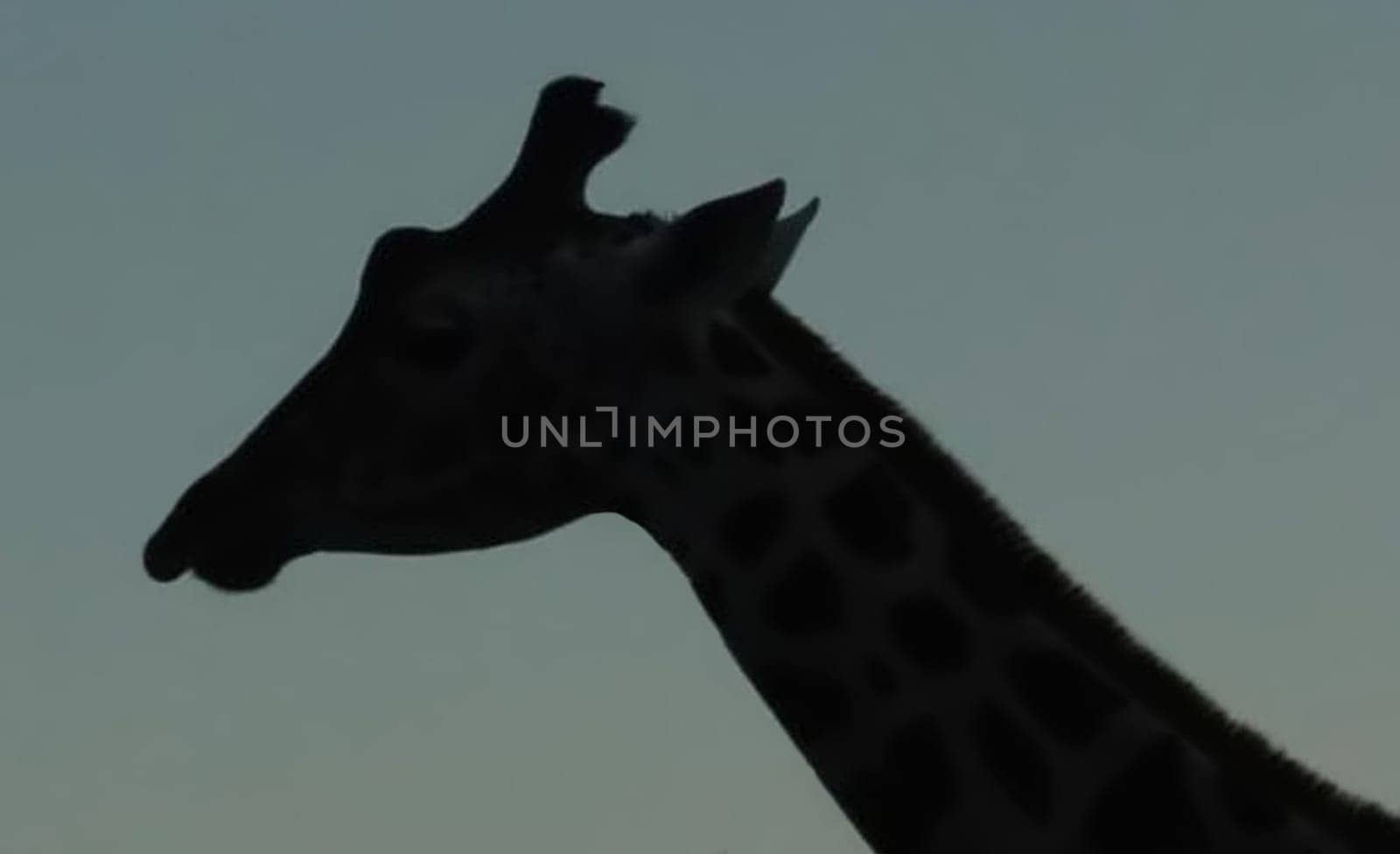 Silhouette