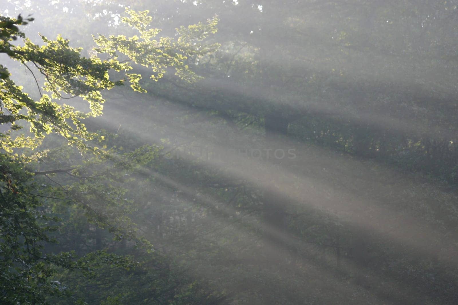 Sunbeams