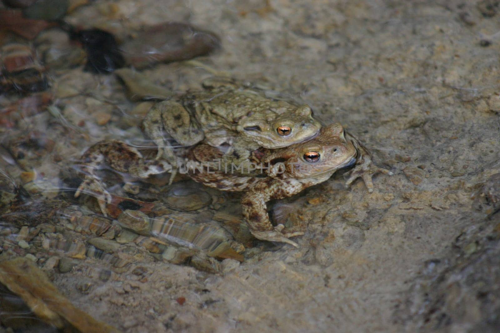 Toad mating