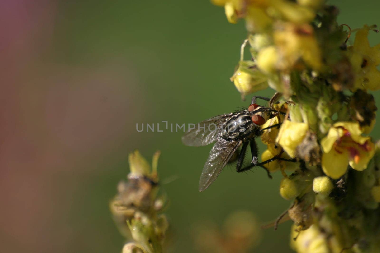 Flesh-fly