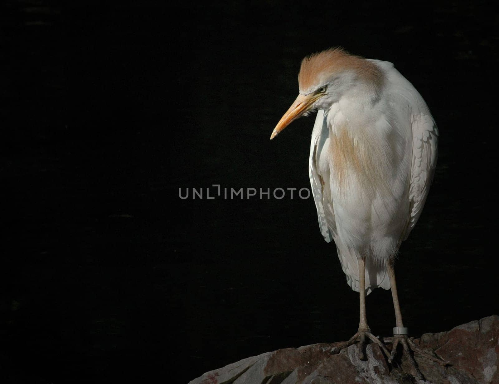Think it's a young mangrove heron,but I'm not sure
