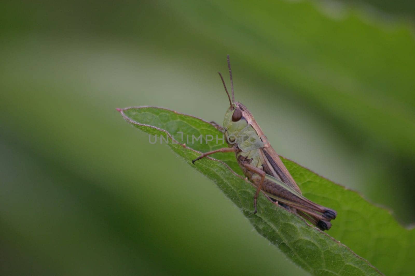 Common grasshopper (Chorthippus parallelus)