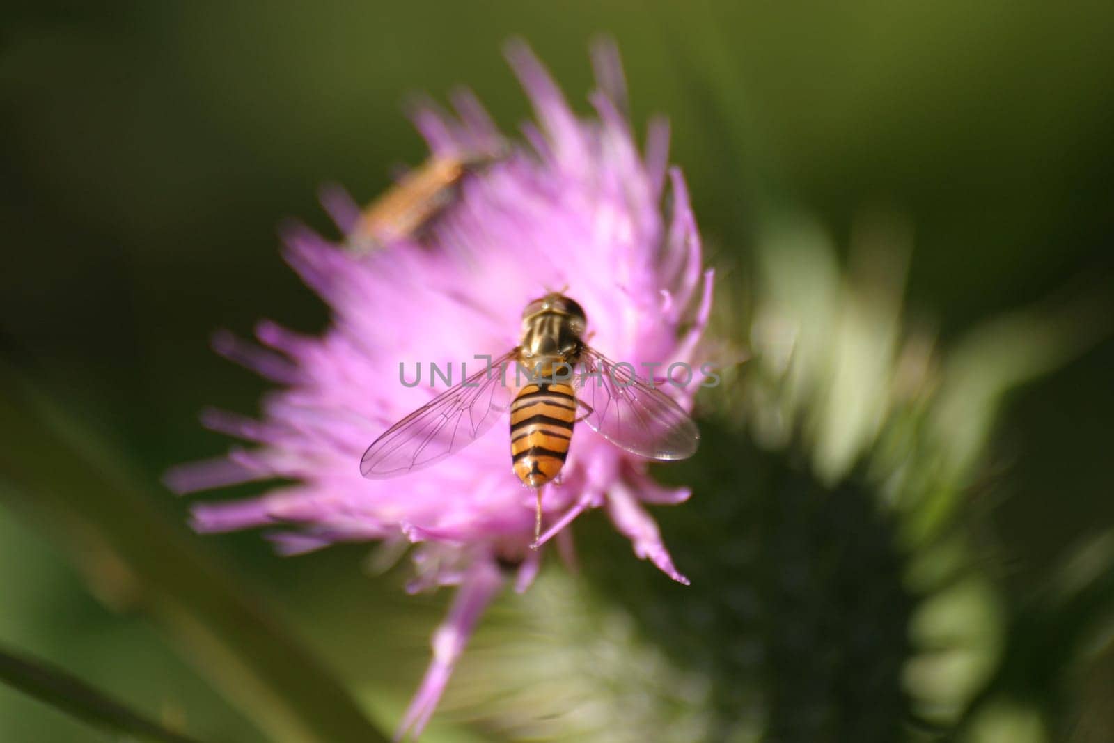 Hoverfly