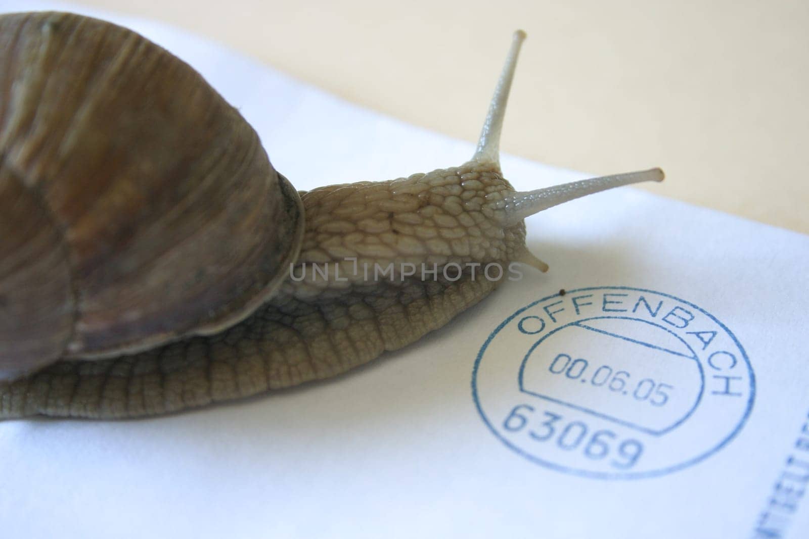 Snail Mail