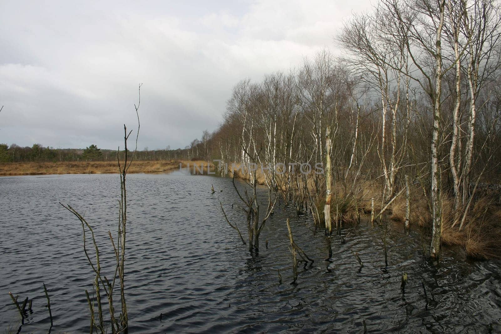 Moorland