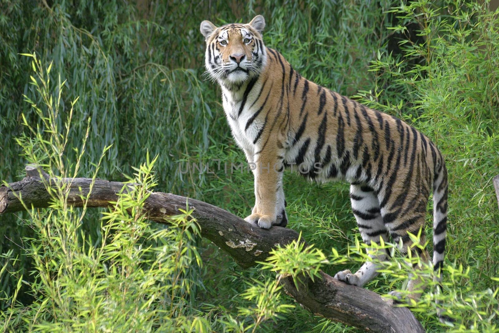 Proud big cat