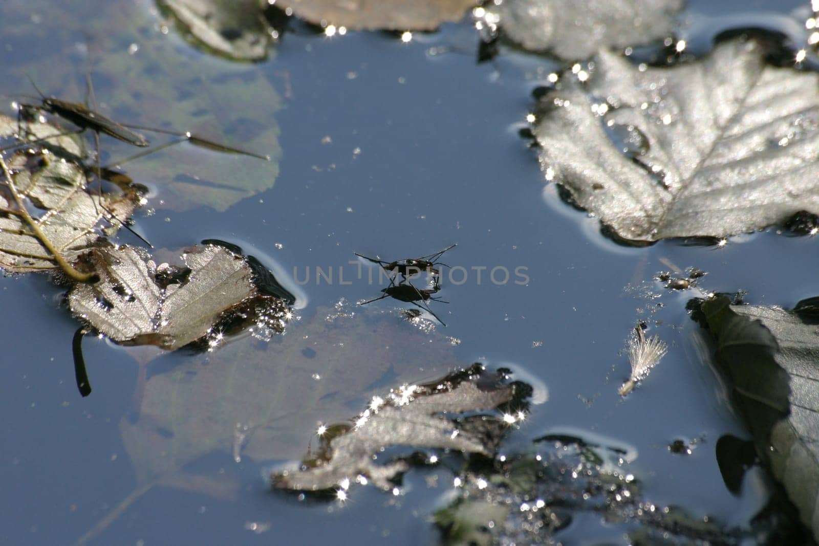 Water strider