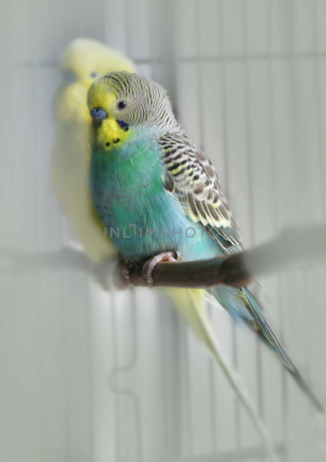 Our parakeets are kept in an open cage and prefer the window seat in the cage during the day,as there is always a lot to see there.