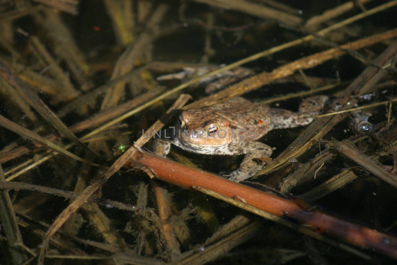 Lone male toad (Bufo bufo) looking for a female