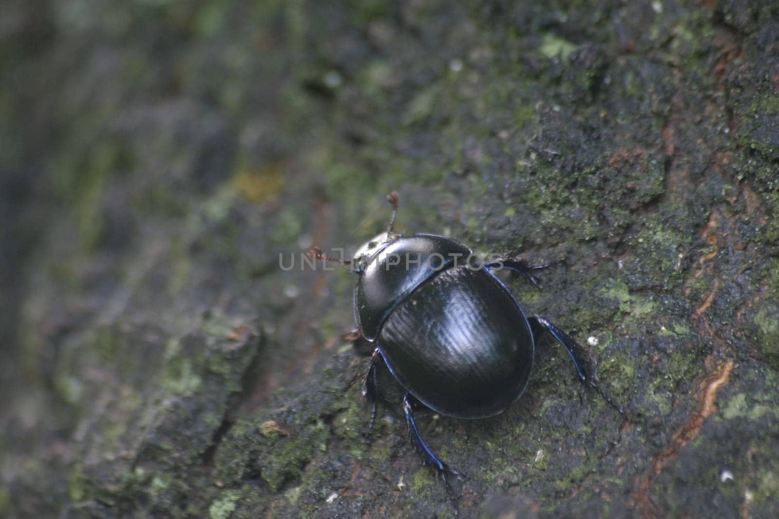 Forest dung beetle (Anoplotrupes stercorosus)