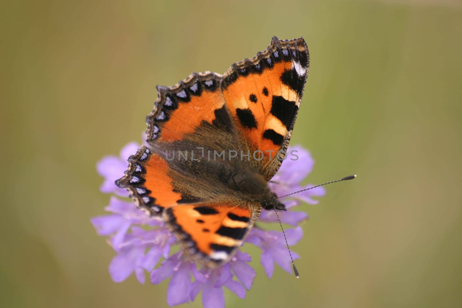 Lesser fox (Nymphalis urticae)
