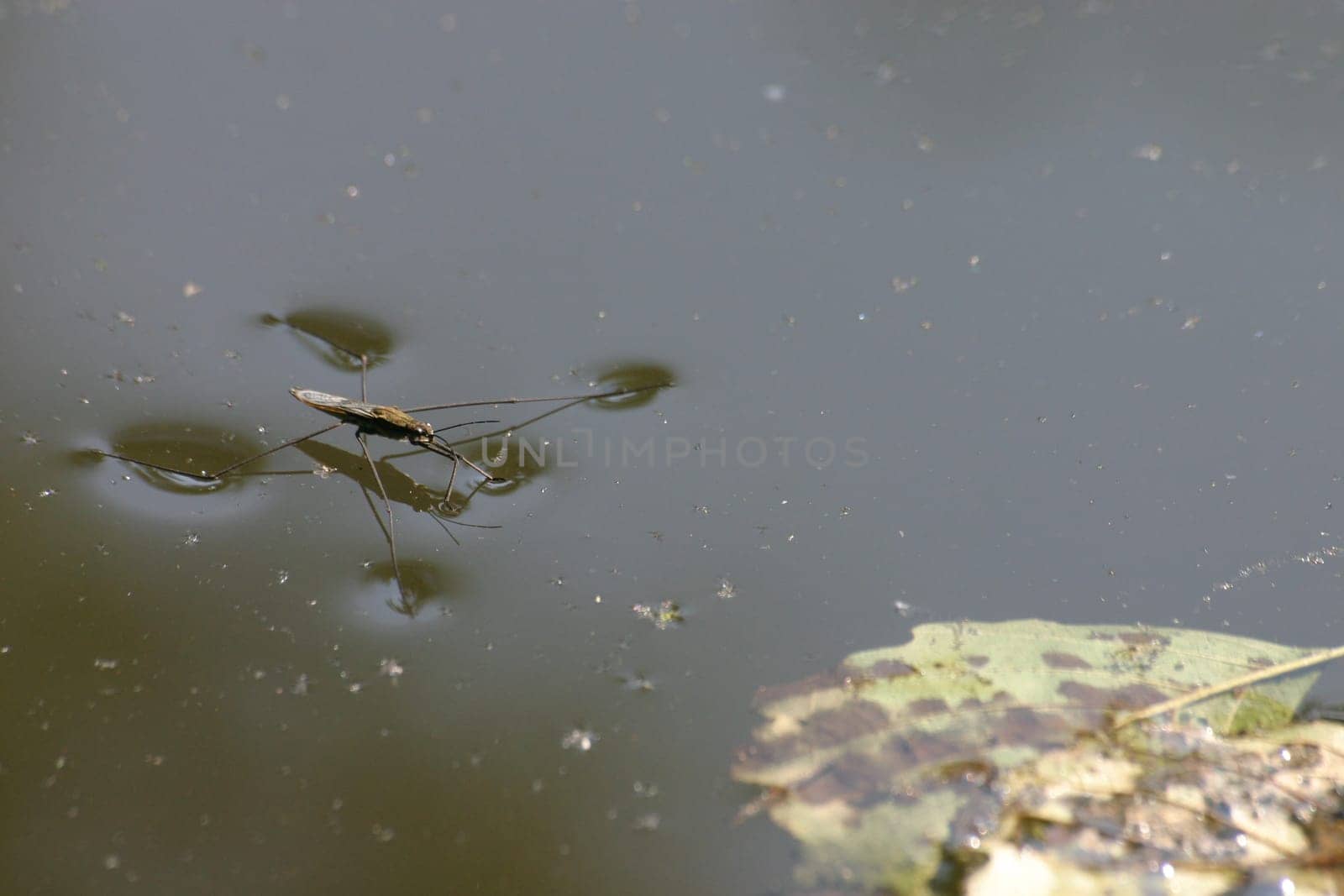 Water strider (Gerris lacustris)