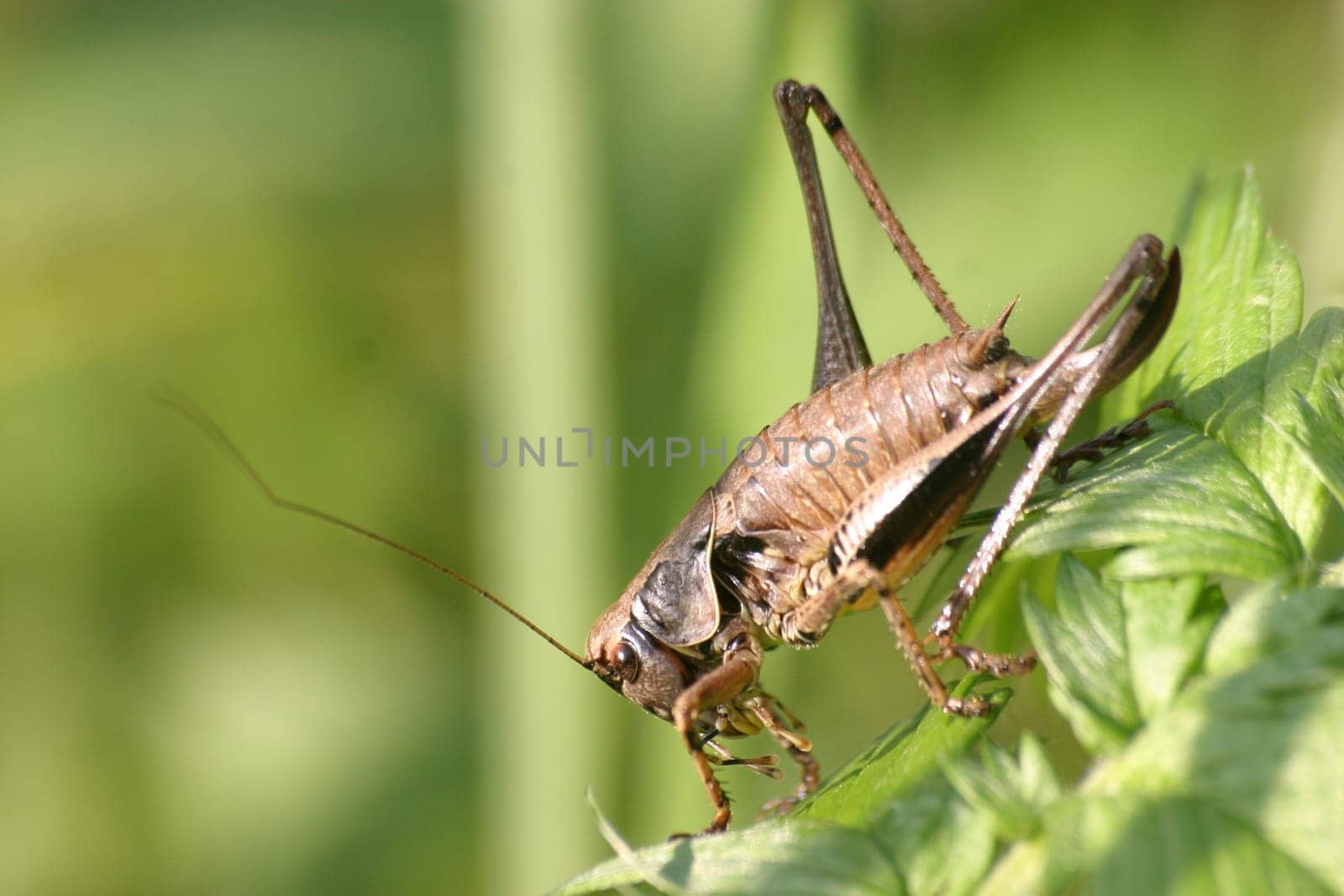 Common Shrub Grasshopper (Pholidoptera griseoaptera)