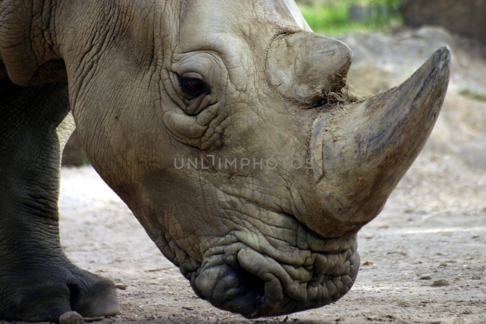 White rhinoceros (Ceratotherium simum)