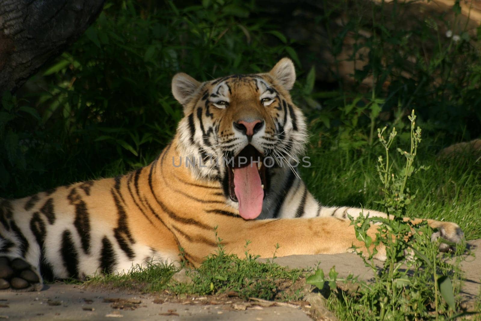 Siberian tiger