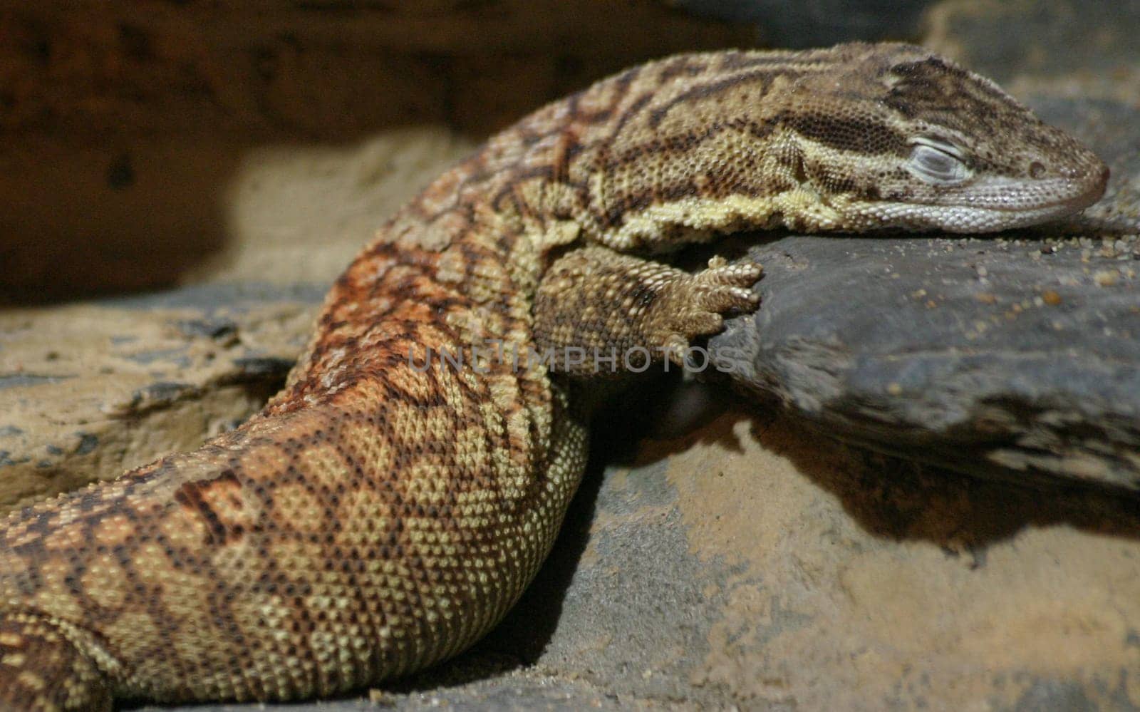 Lizard