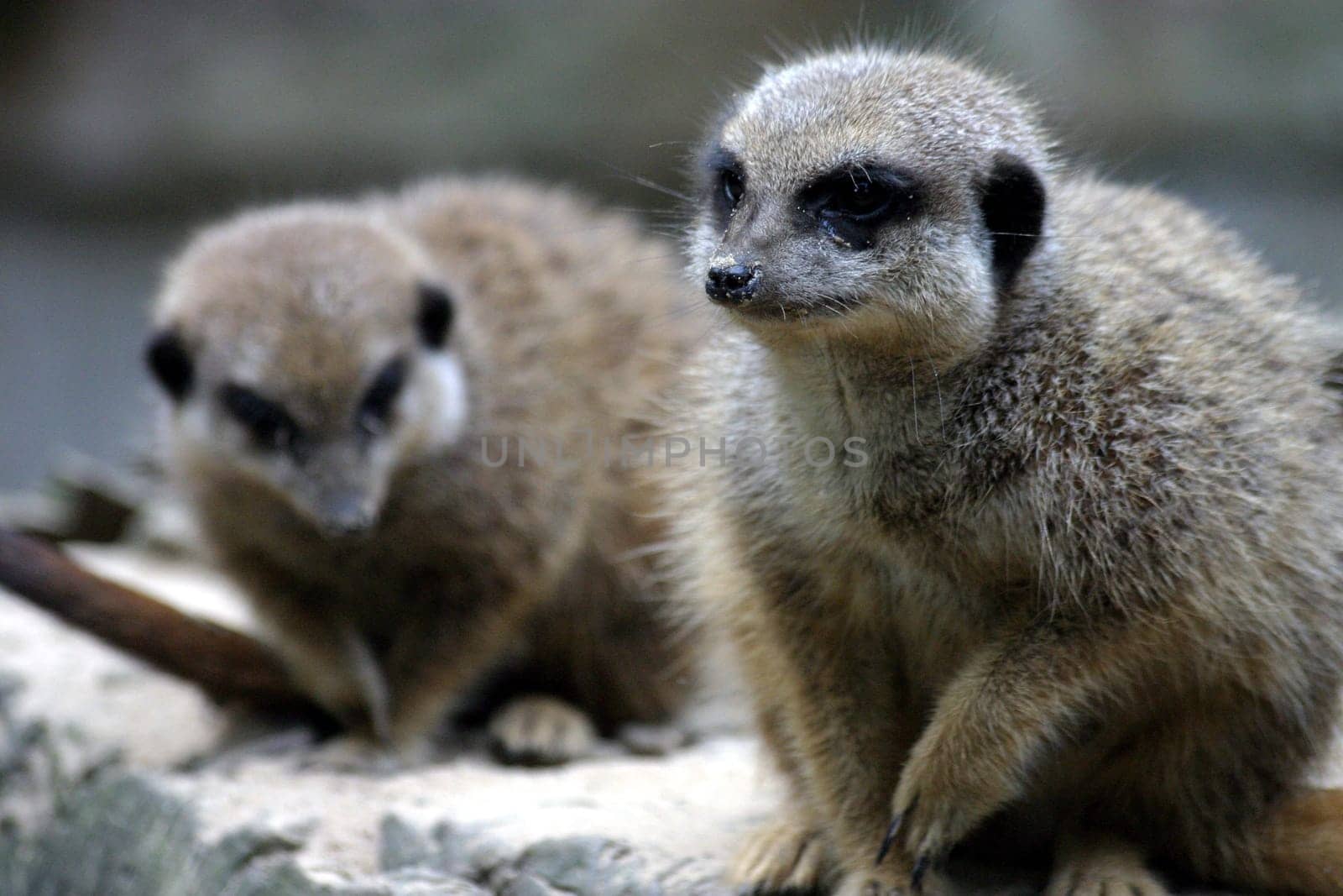 Meerkat (Suricata suricatta)