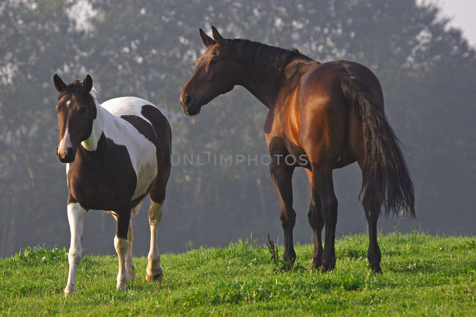 Horses