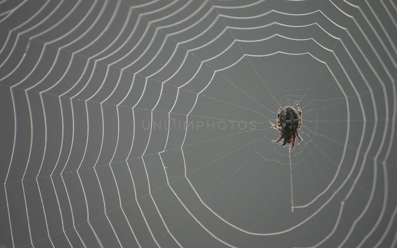 Spider in the web
