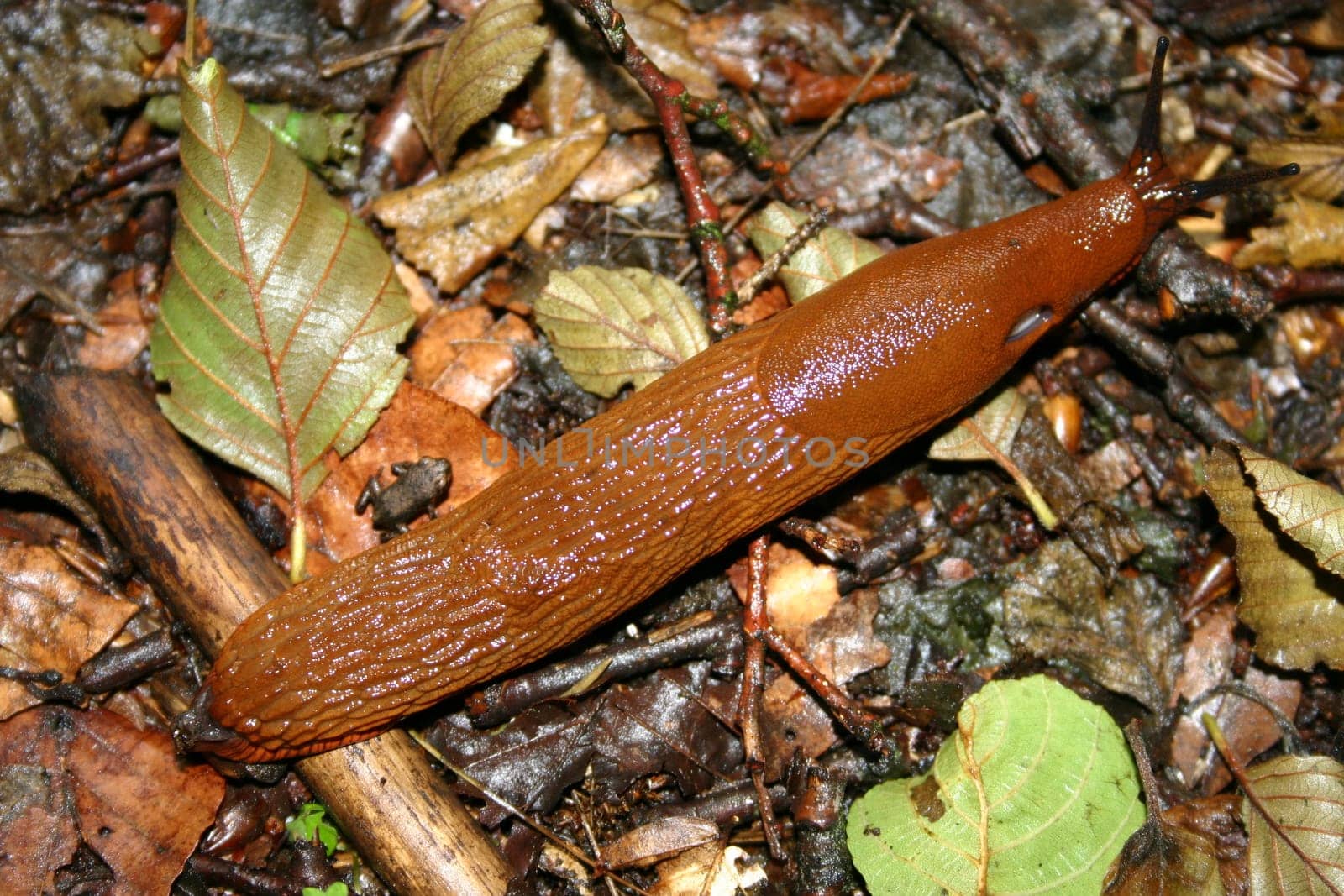 Look out for the mini frog to the left of the snail...