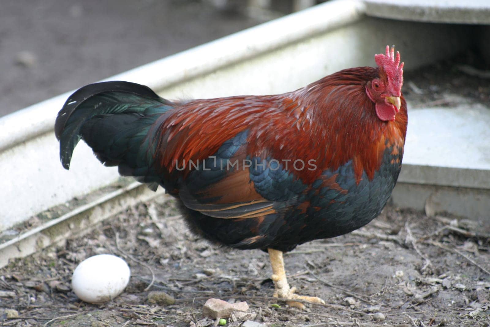 egg-laying rooster?