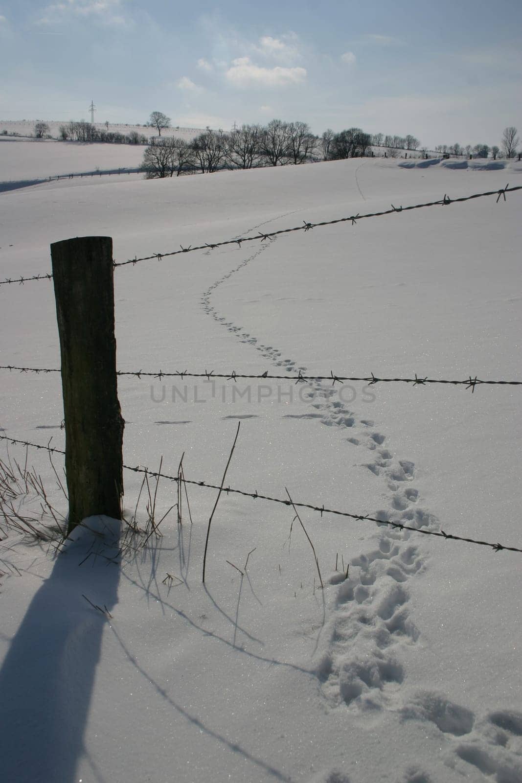 Track in the snow