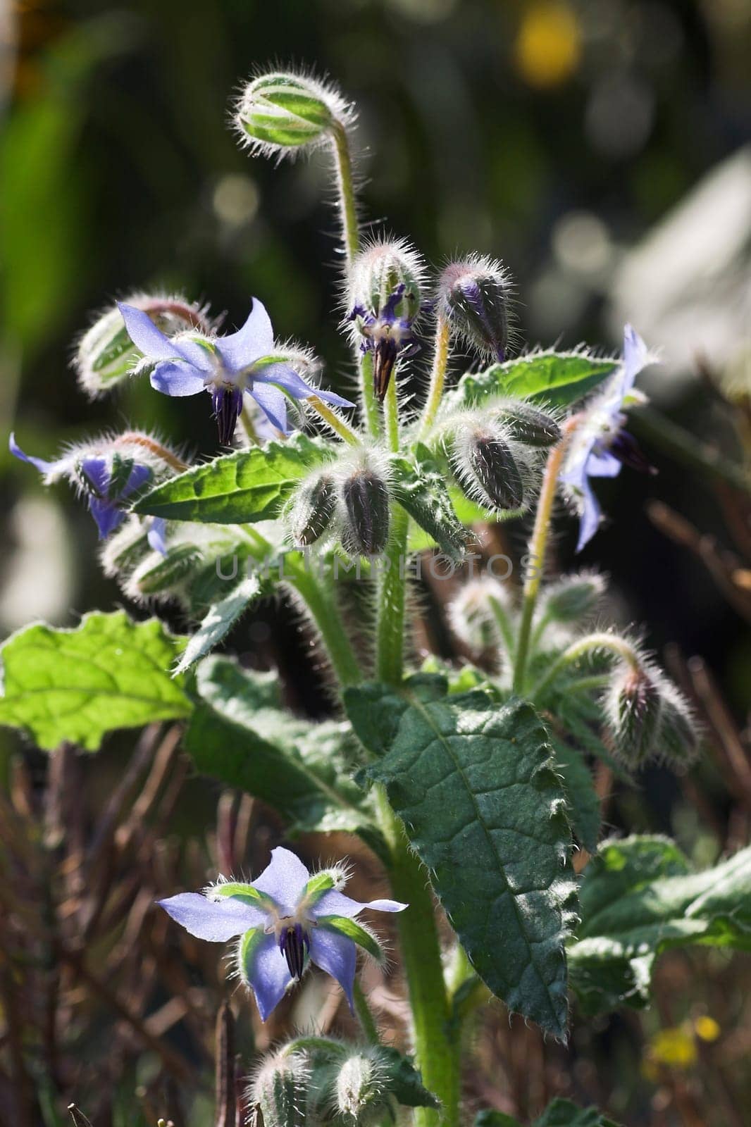 Borage